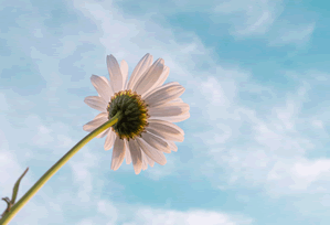 北京首钢女篮开季连胜，张芷婷与李梦无懈可击